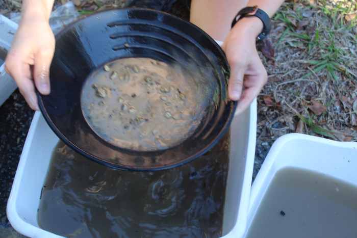 Panning for gold colored rocks in a "claim" (dishpan)
