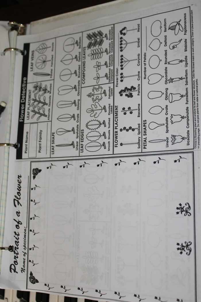 Flower identification worksheet from Considering God's Creation is also a good option.