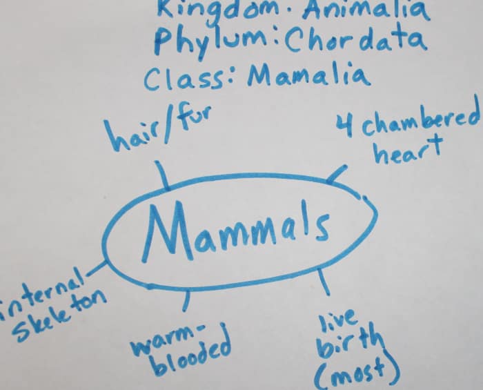 Traits of Mammals