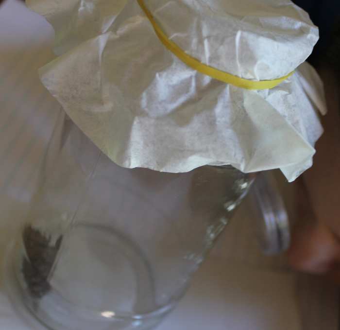 Using a magnifying lens to watch a live housefly's mouth at work