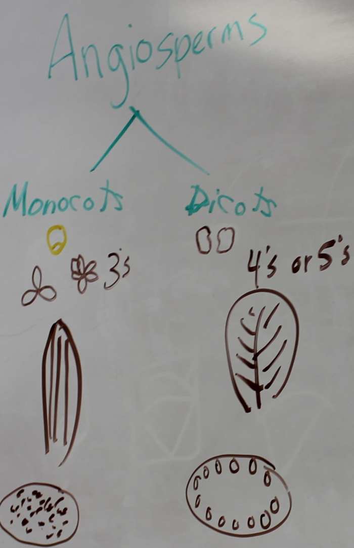 Differences between monocots and dicots