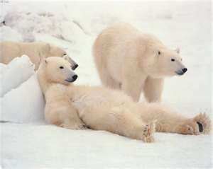 learning-about-alaska