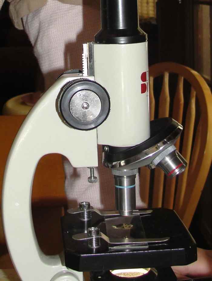 Observing pond water under a microscope