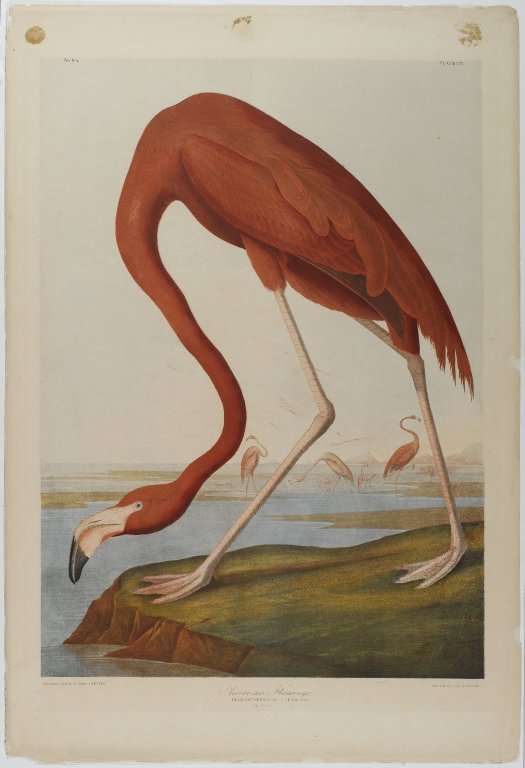 An American Flamingo by John James Audubon