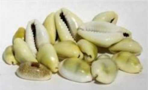 Cowrie shells
