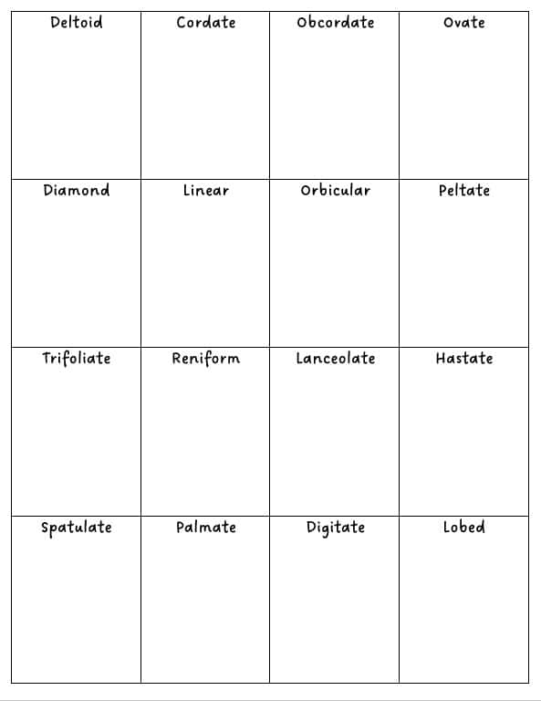 If desired, use this worksheet for them to draw their leaves. 