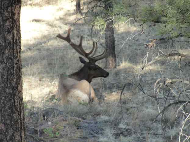the excitement of getting to spy lots of elk!