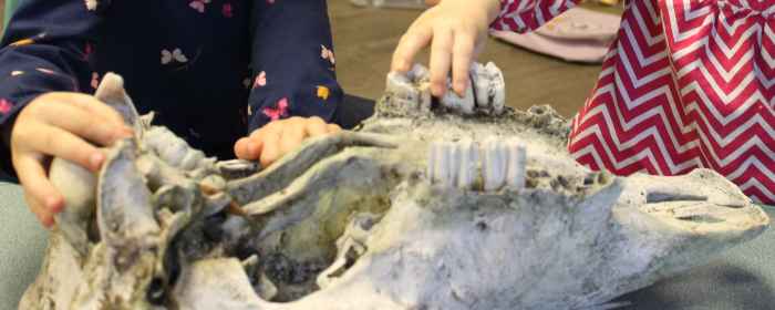 Observing the teeth on a cow skull