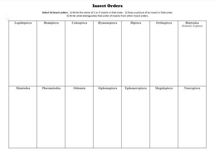 Insect Orders Worksheet