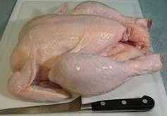 birds-lesson-plan-in-animal-classification-unit-study