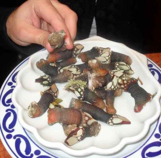 Goose barnacles are eaten in Japan, Spain, Portugal, & Chile.