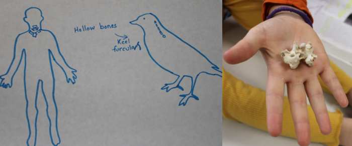 Bird bones & muscles designed for flight