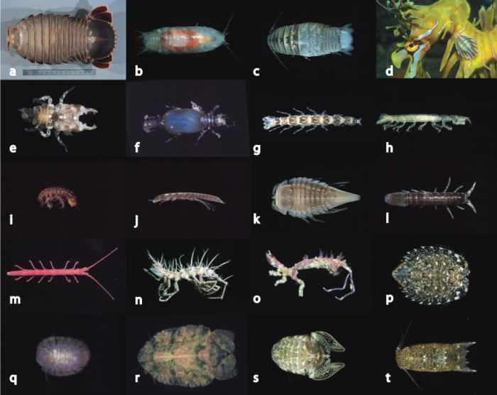 a, Bathynomus sp. b, Natotolana woodjonesi. c, Cirolana sp. Aegidae: d, Creniola laticauda on sea dragon. Gnathiidae: e, f, Elaphognathia ferox (male and female). Anthuridae: g, Mesanthura astelia. Paranthuridae: h, Paranthura sp. Limnoriiidae: i, Li