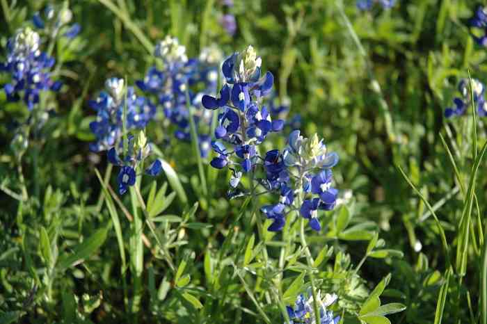 Texas bluebonnets
