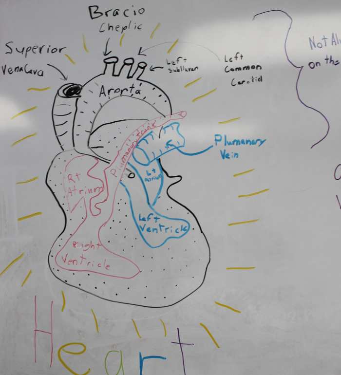 Explaining the parts of the heart before we begin the dissection