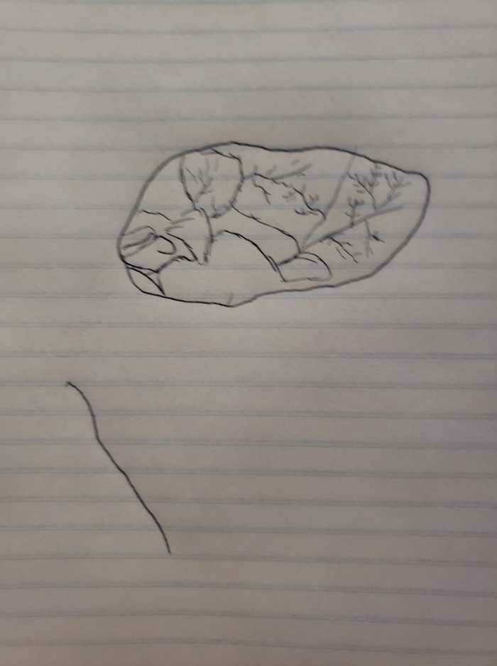 Quickly sketching the heart before dissecting it