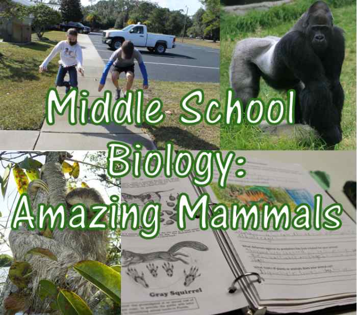 Christian Middle School Biology Lesson: Amazing Mammals