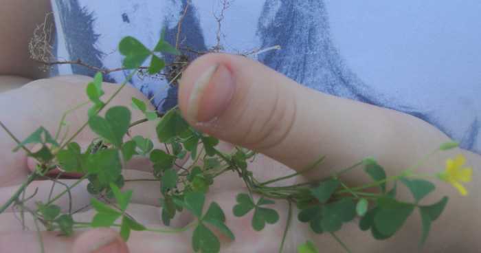 Examining clover, part of the pea family