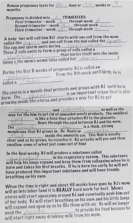 A student's Fill-in-the-Blank Worksheet on the development of Baby BJ - ***Note that Trimester 1 ends at 13 weeks and Trimester 2 begins at 14 weeks.   