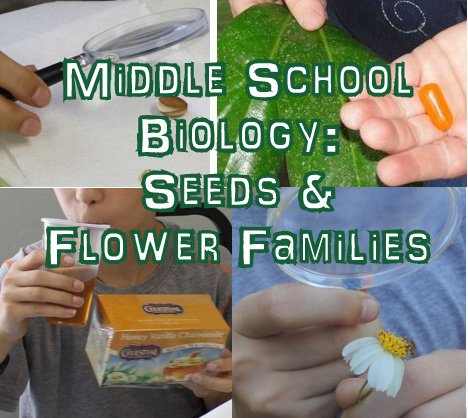 Middle School Biology Lesson on Seeds and Flower Families (Botany)