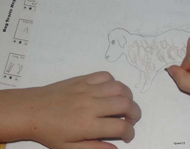 Genetic Traits: Creating Your Own Dog Breed