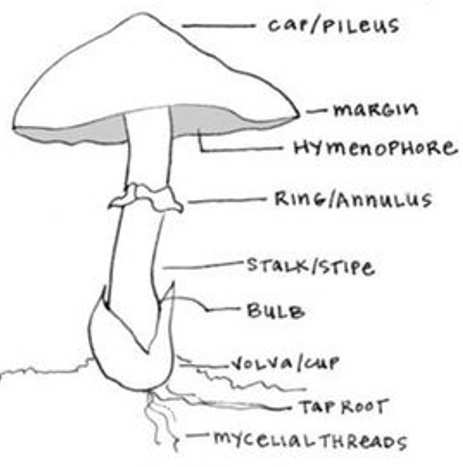 Parts of a mushroom picture from scratchmadejournal