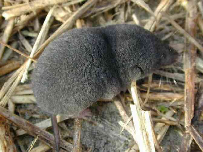 Southern short-tailed shrew (Blarina carolinensis)