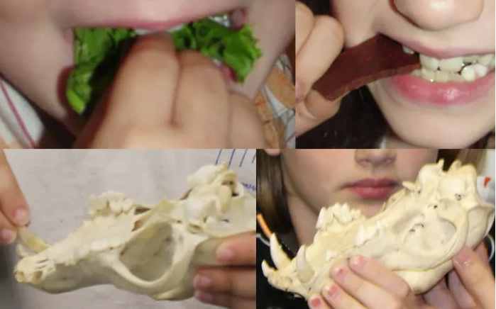 Eating lettuce & beef jerky to learn about carnivores and herbivores