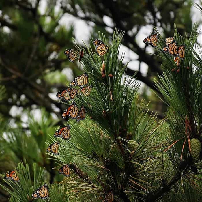 Monarch butterflies migrating to Mexico
