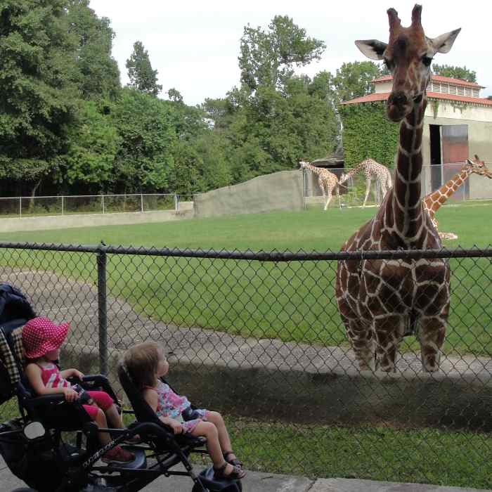 Checking out the giraffes at the Baton Rouge Zoo (where we got in free with our AZA membership card)