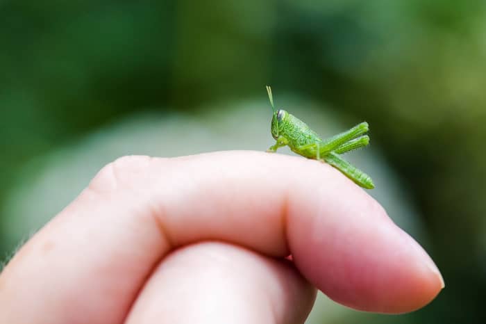 insect-lesson-for-biology