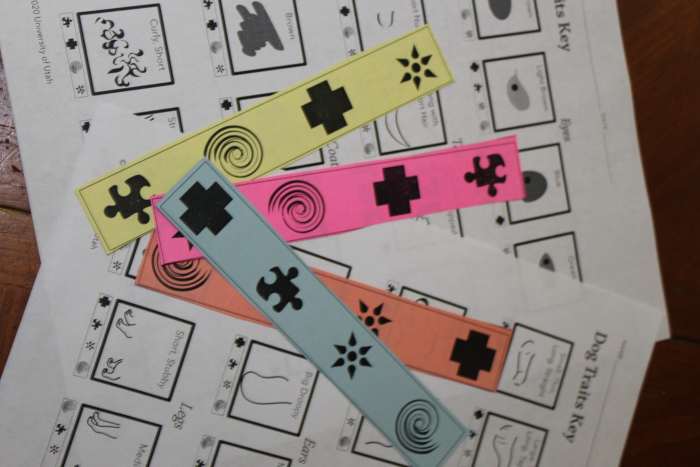 Each student will need an envelope with the genetic trait options strips. I had pairs of students share the worksheets on what each trait meant. 