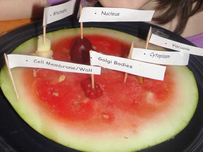 Edible cell model we made using fruit, which is an option if you'd prefer to avoid using candy