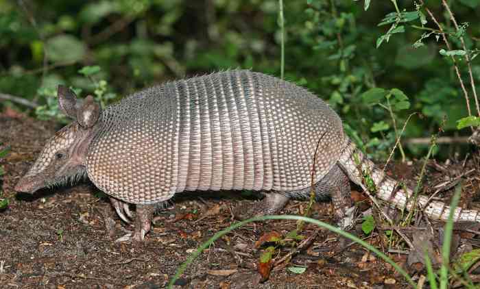 Nine-banded armadillo (Dasypus novemcinctus)