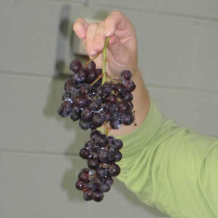 Grapes are our edible lung models.