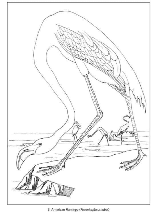 Painting page of American Flamingo by John James Audubon