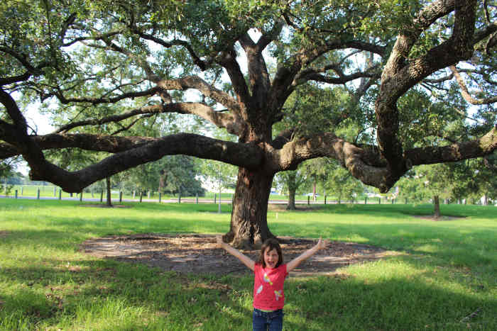 Majestic Oak in City Park