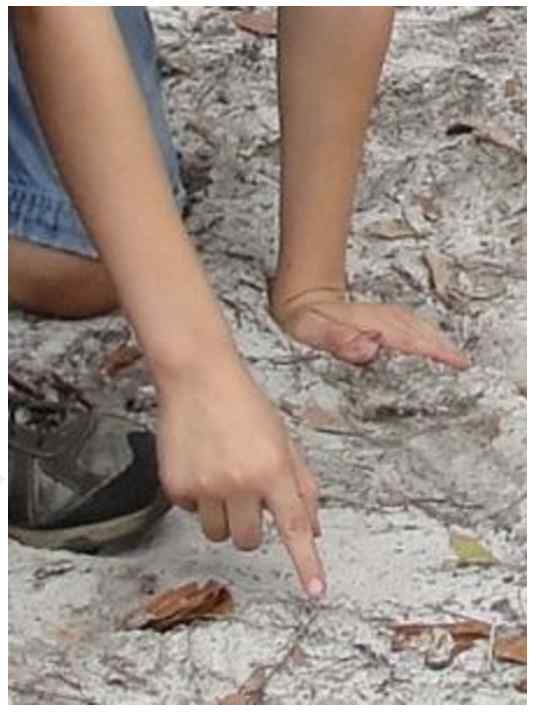 Locating tracks on our nature walk