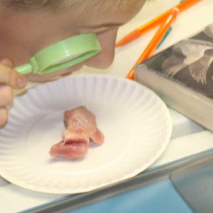 birds-lesson-plan-in-animal-classification-unit-study