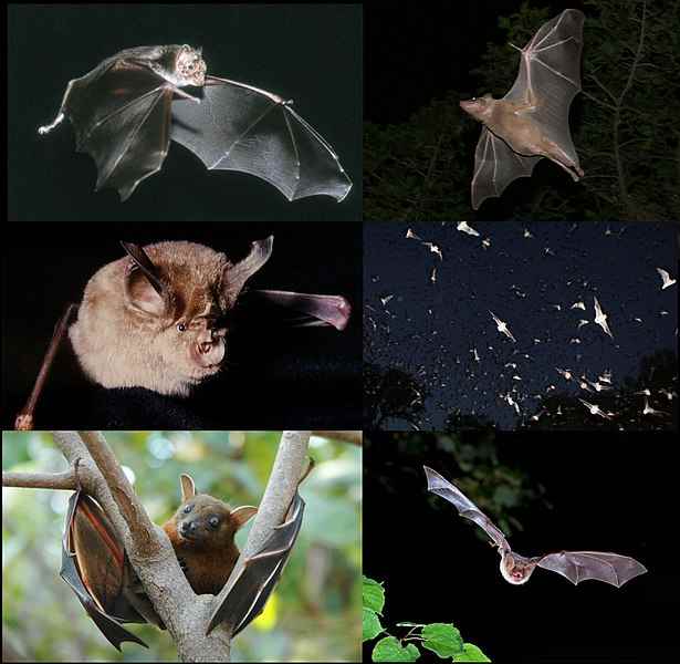 Clockwise: Common Egyptian Fruit Bat Rousettus aegyptiacus, Mexican Free-Tail Bat Tadarida brasiliensis, Myotis myotis, Lesser Short-Nose Fruit Bat Cynopterus sphinx, Horseshoe Bat Rhinolophus ferrumequinum, Common Vampire Bat Desmodus rotundus