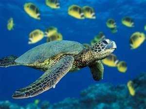 Sea Turtle Image Credit: http://www.wallpapers-diq.com/
