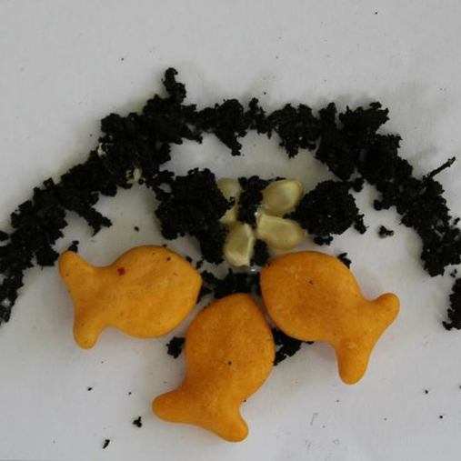 Pilgrims planting corn with fish finished project