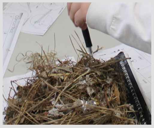 Examining a nest