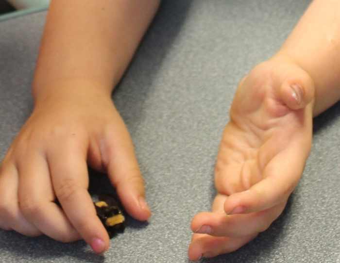 Touching a dead bumblebee