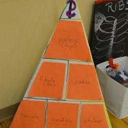 human-body-unit-study-presentations-and-field-trip-ideas