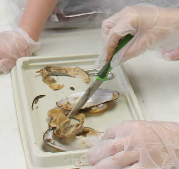 Dissecting the Clam