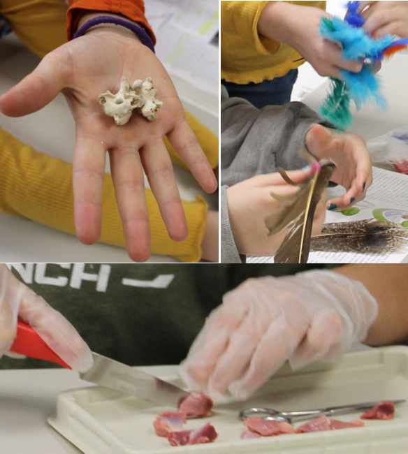 Cracking open bird bones, comparing feather types, dissecting a gizzard, and more as we learn about bird anatomy