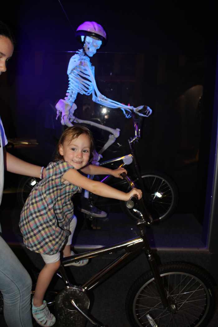 Human body display: Your skeleton at work