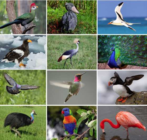 bird-features-lesson