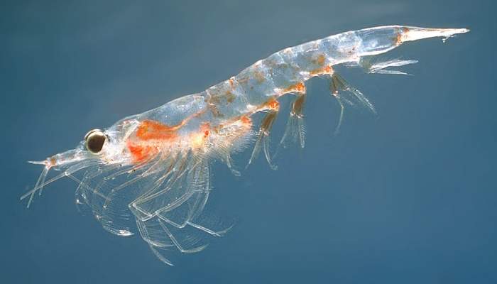 Northern krill (Meganyctiphanes norvegica)